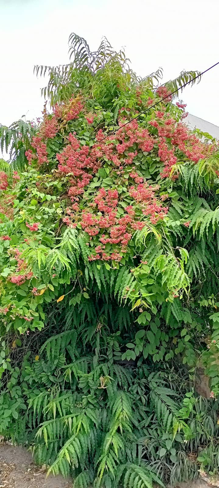 Vertical photo