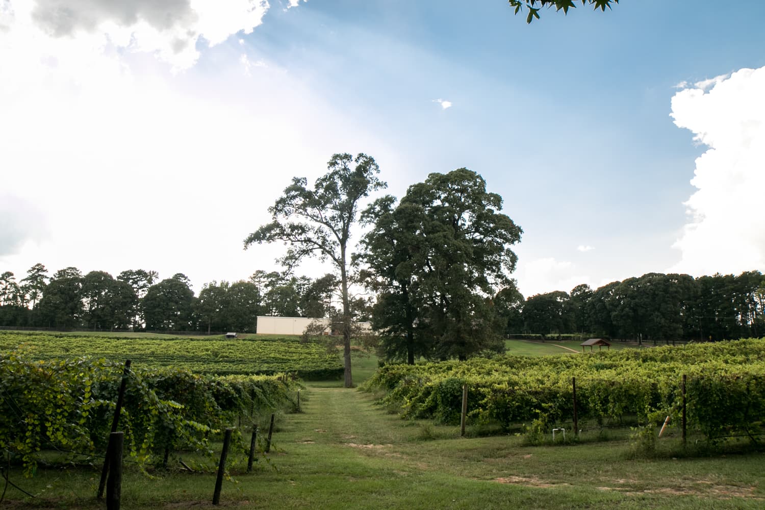 Landry Vineyards - Image 1