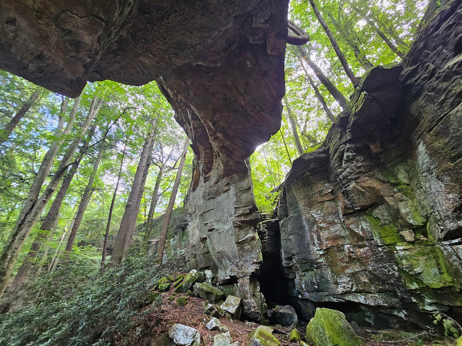 Split Bow Arch - Image 1