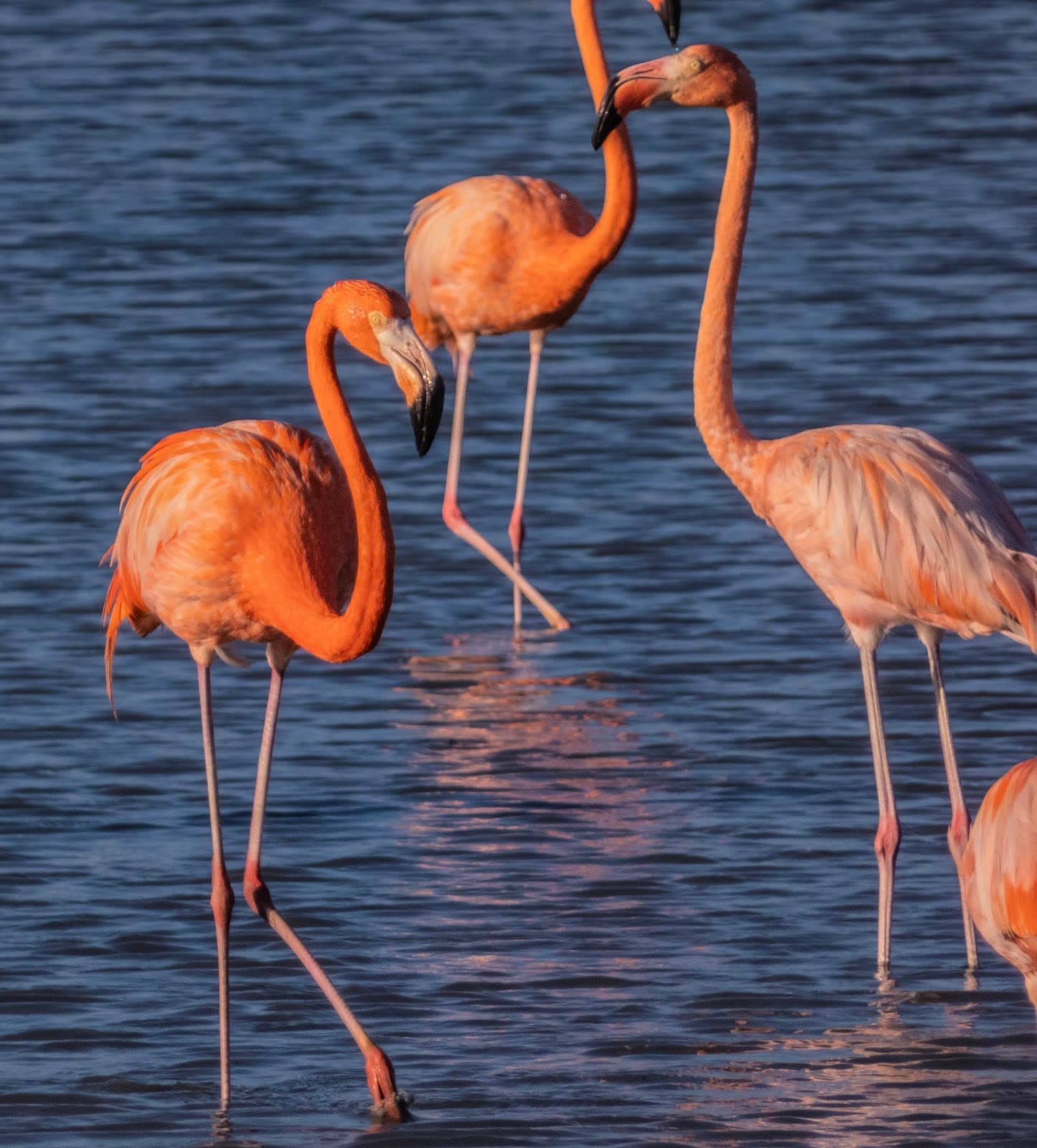Flamingo Sanctuary Jan Kok - Image 1
