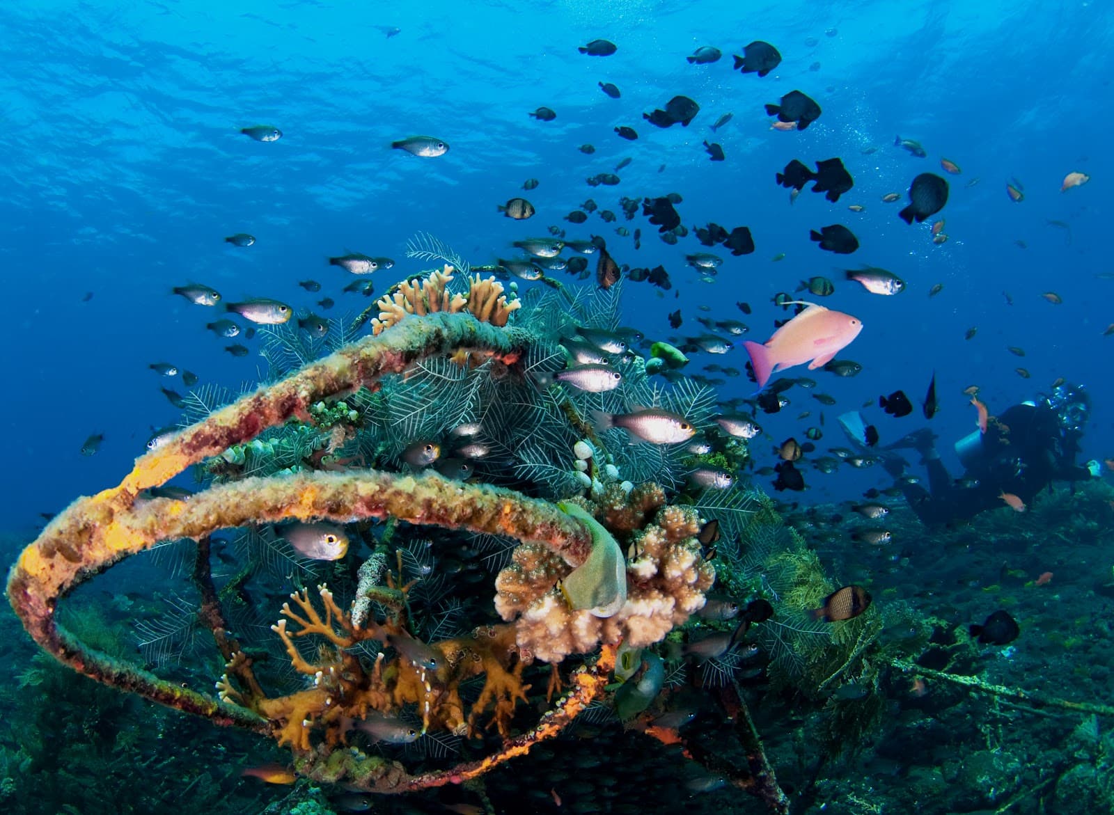 Coral Garden Tulamben Bali - Image 1
