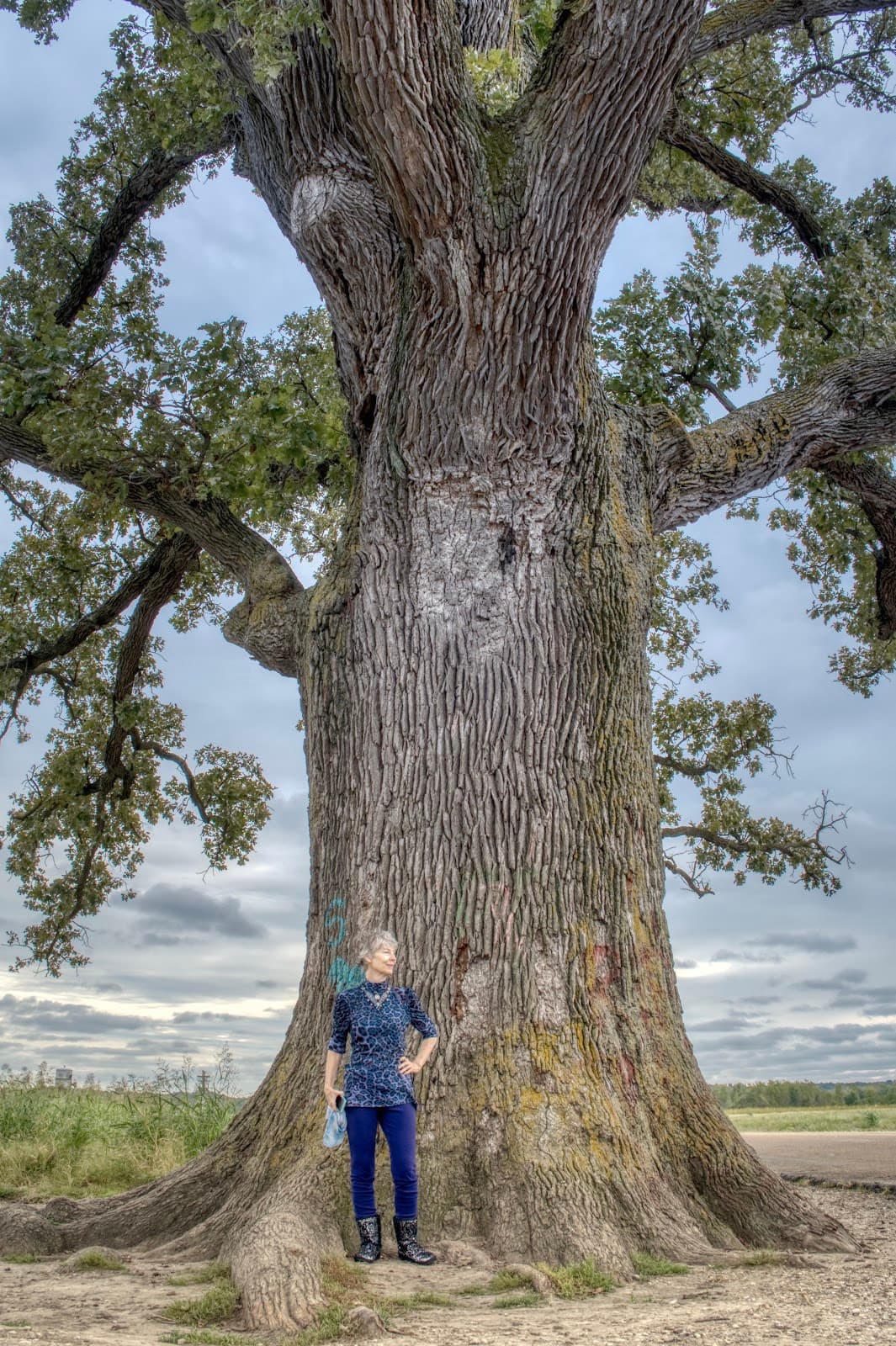 Big Tree (Bur Oak) - Image 1