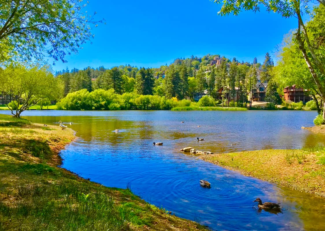 Tranquil Pond Views