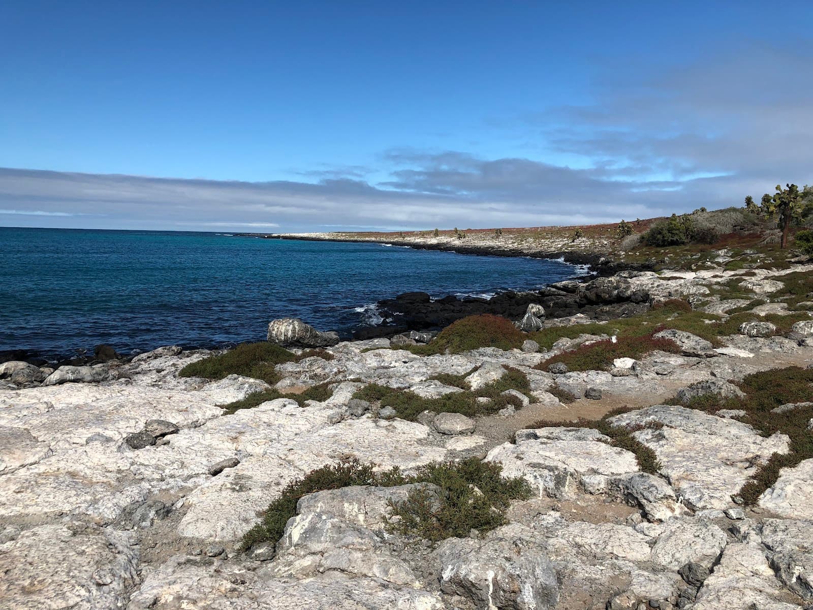 South Plaza Island Galapagos - Image 1