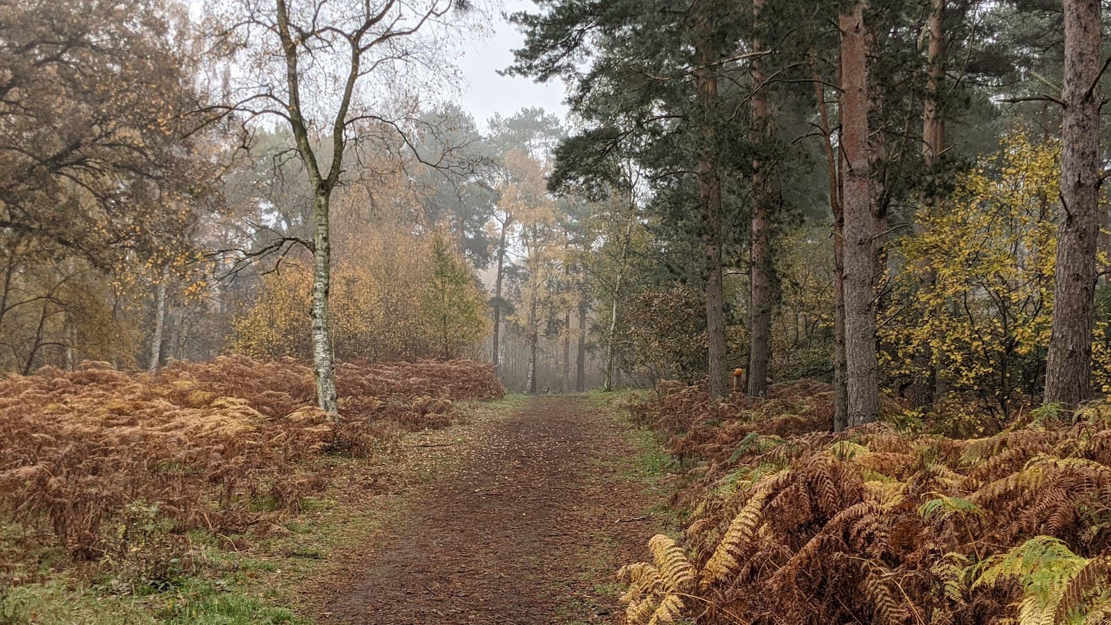 Laughton Woods - Image 1