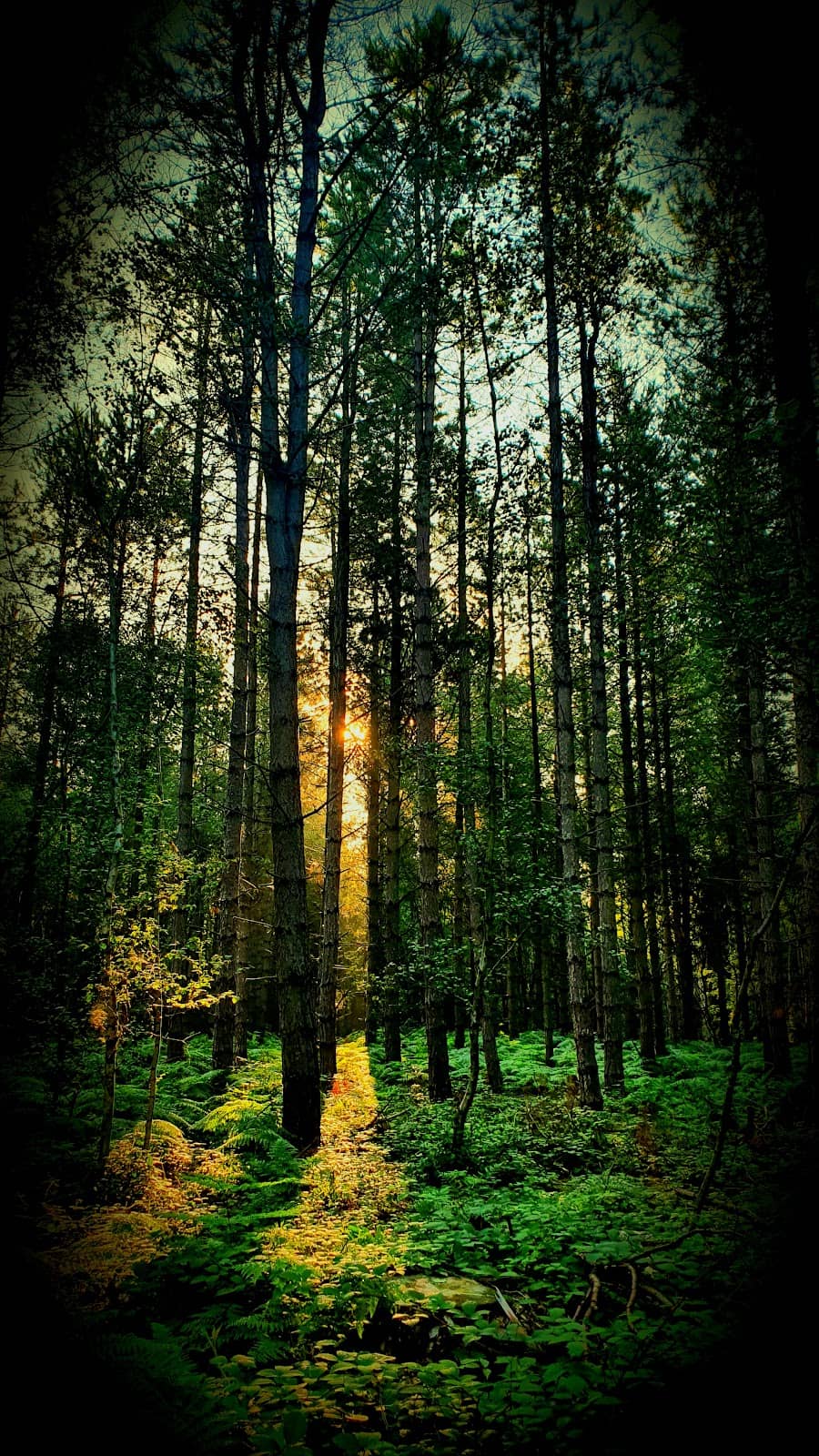 Vertical photo