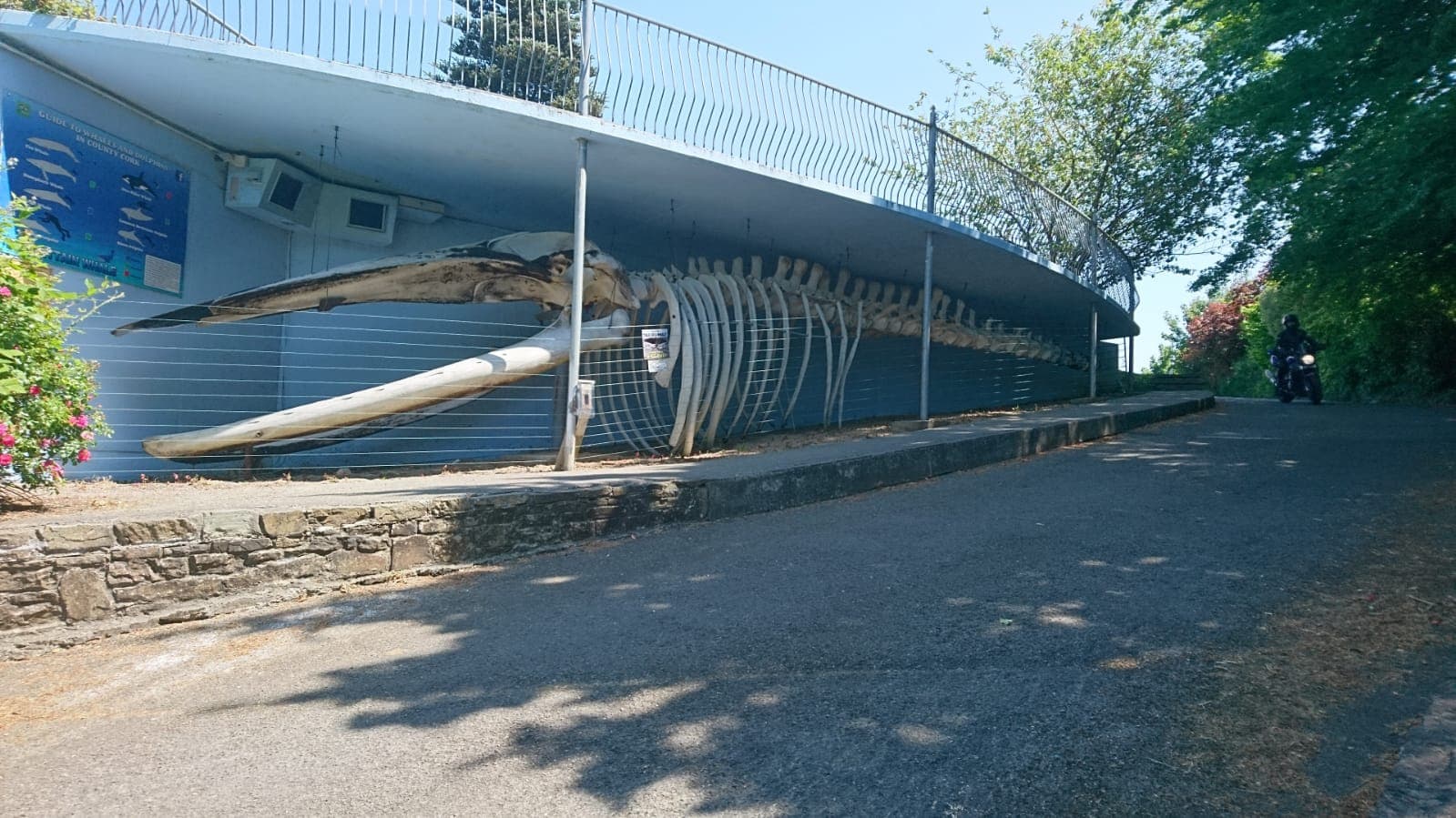 Kilbrittain Whale Skeleton - Image 1