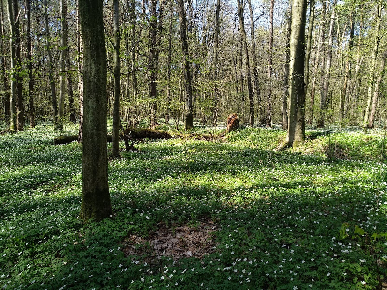 Bryukhovychi Forest - Image 1