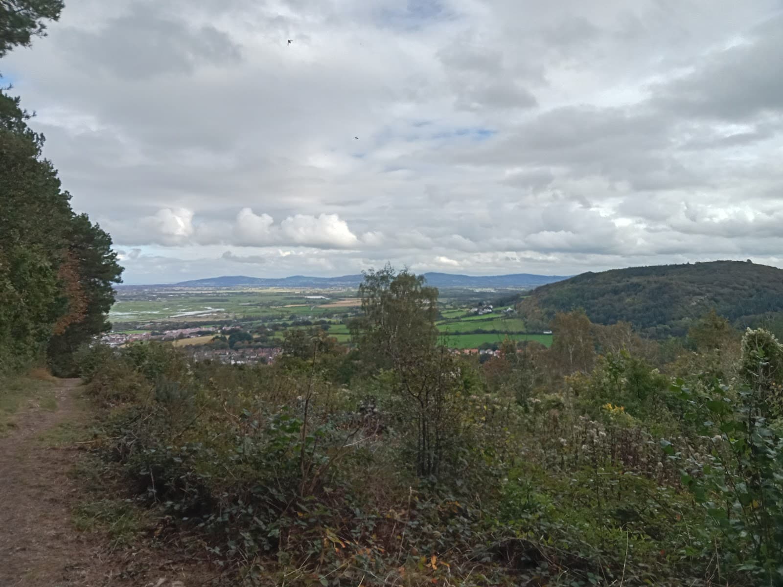 Coed y Gopa Woodland - Image 1