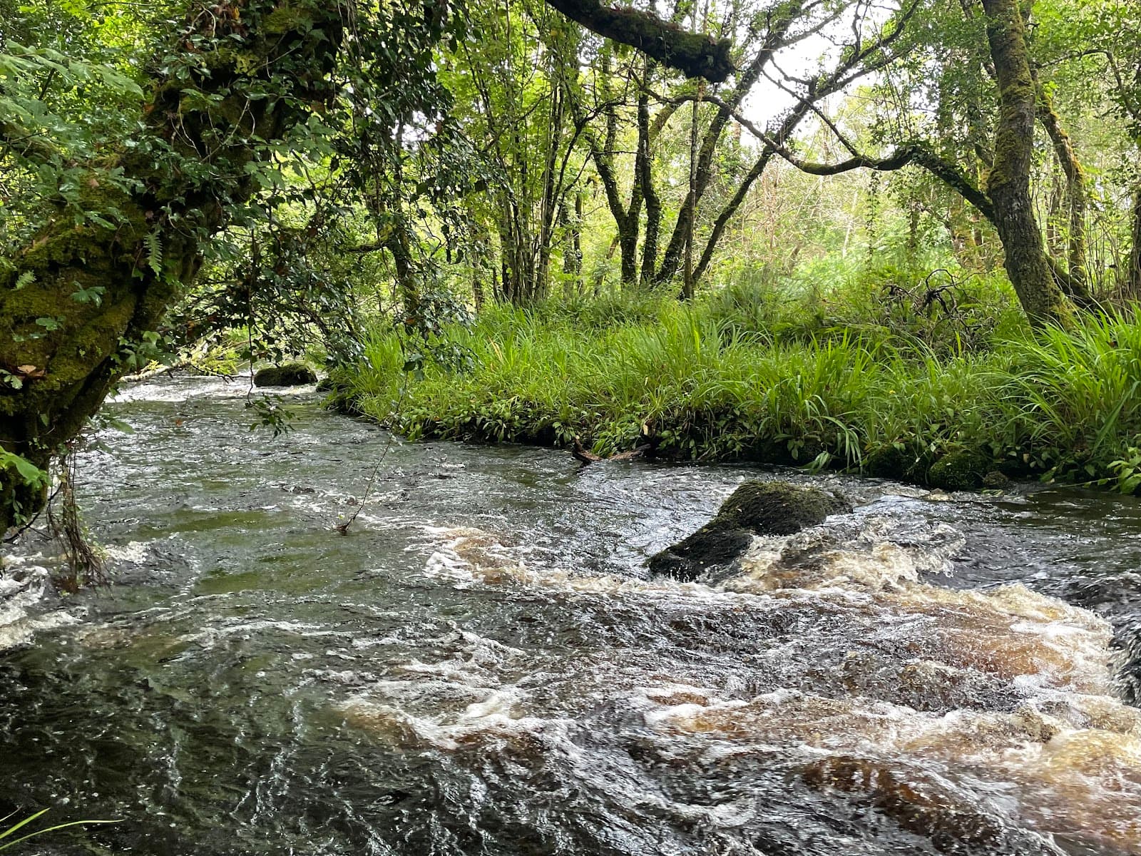 Brackloon Woods - Image 1