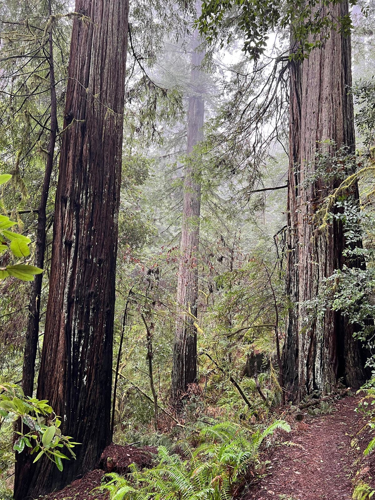 Oregon Redwood Nature Trail - Image 1