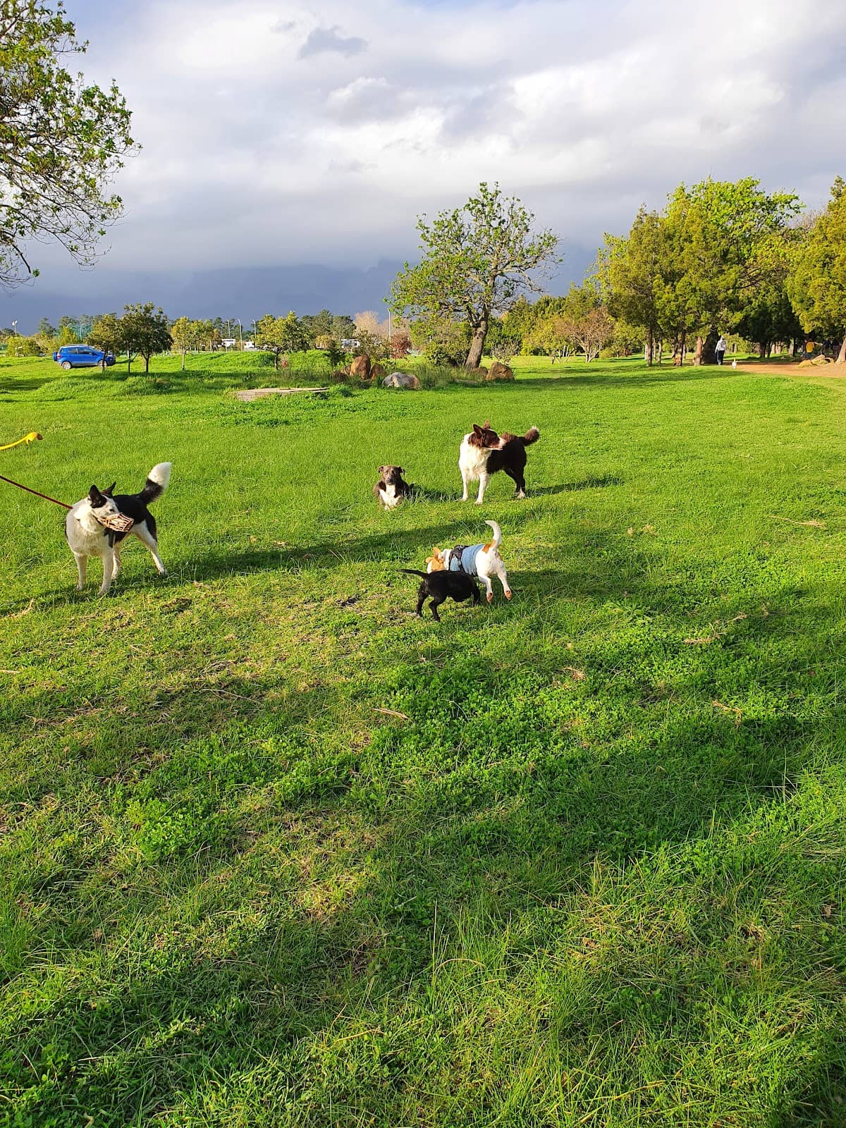 Sports Fields