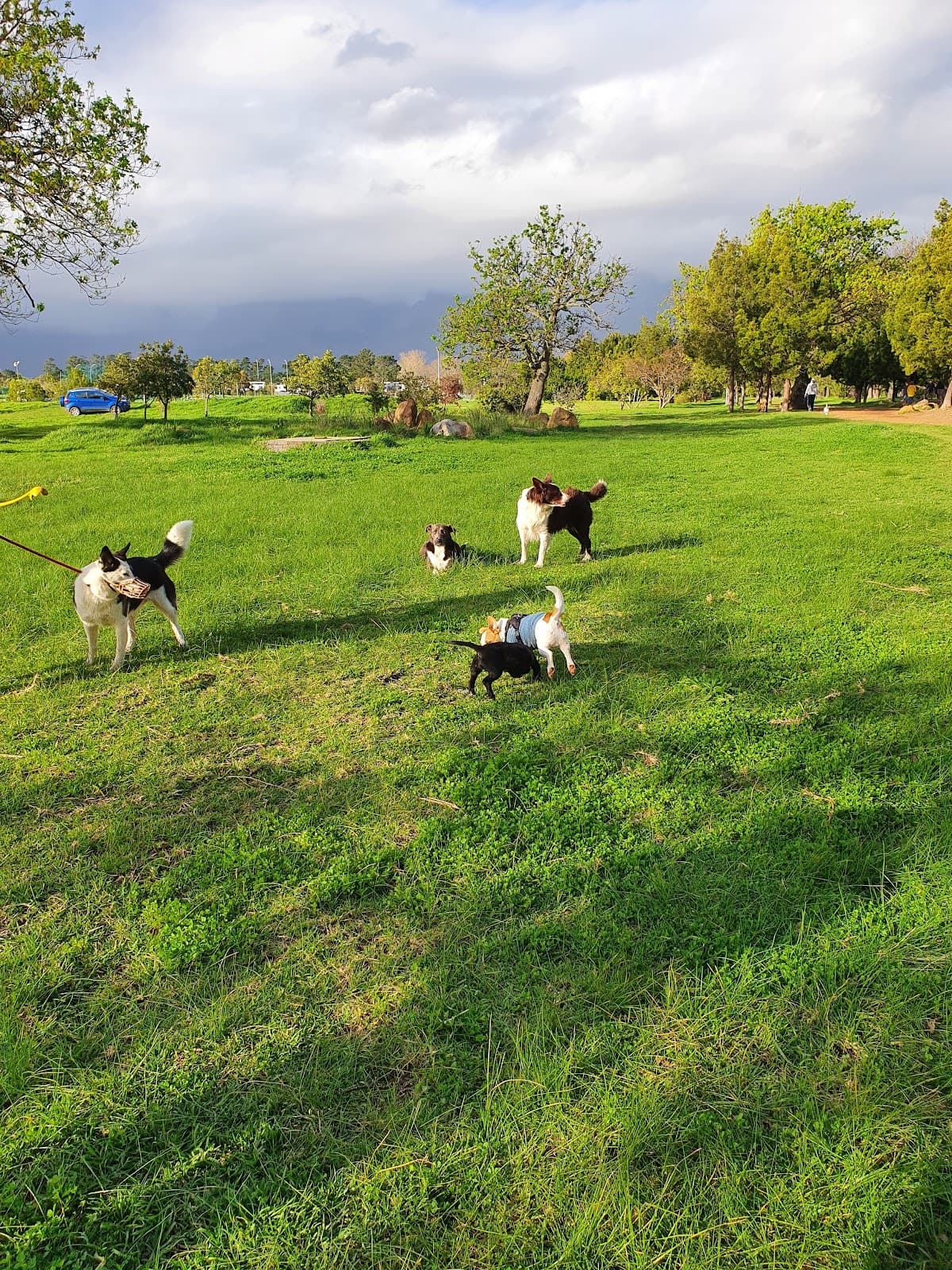 Radloff Park - Image 1