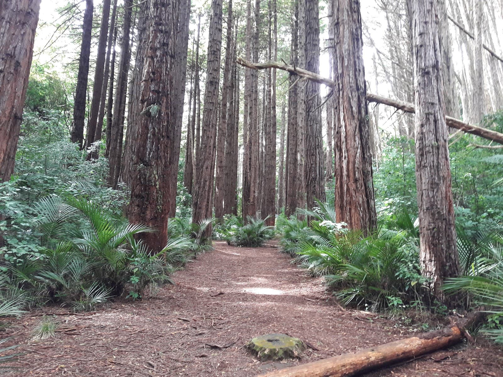 Lucy's Gully Kaitake Range - Image 1