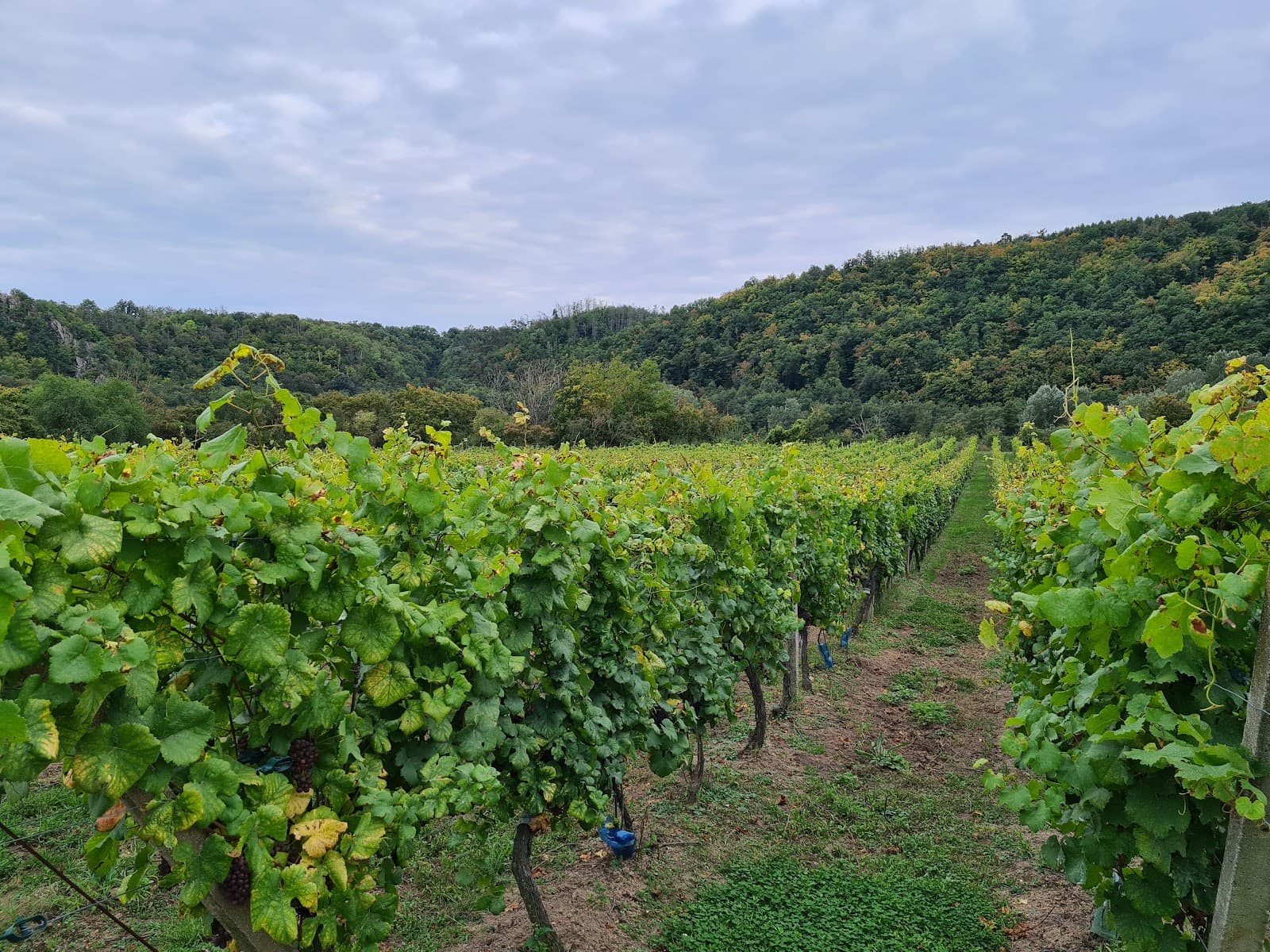 Šobes Vineyard - Image 1