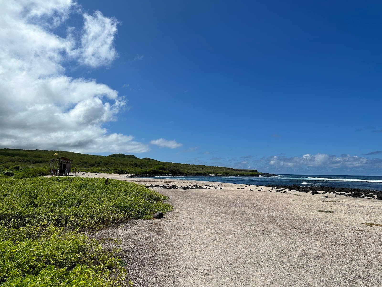 Marine Iguana Spotting