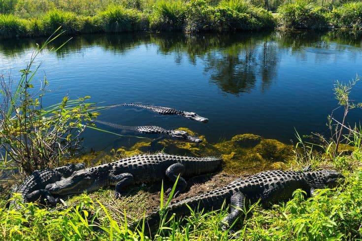Everglades National Park - Image 1