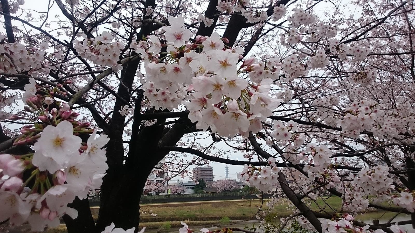 Shirakawa River Greenway - Image 1