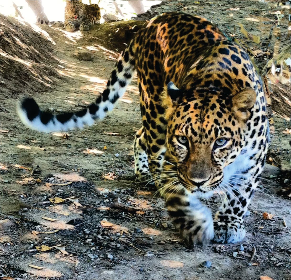 Jungle Cat World Wildlife Park - Image 1