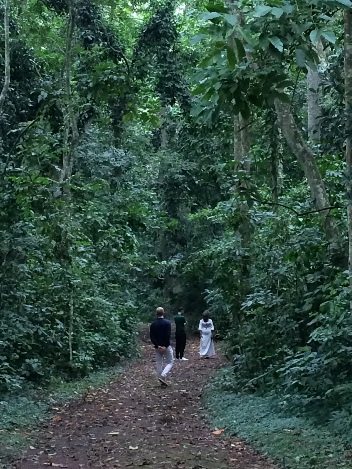 Mabira Forest - Image 1