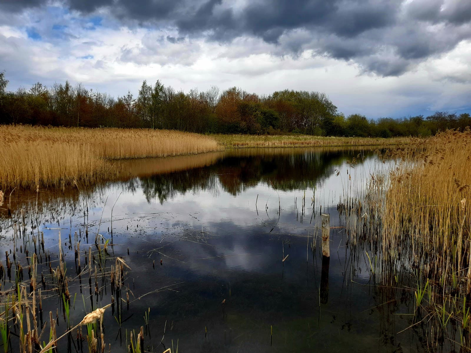 Rainton Meadows Nature Reserve - Image 1
