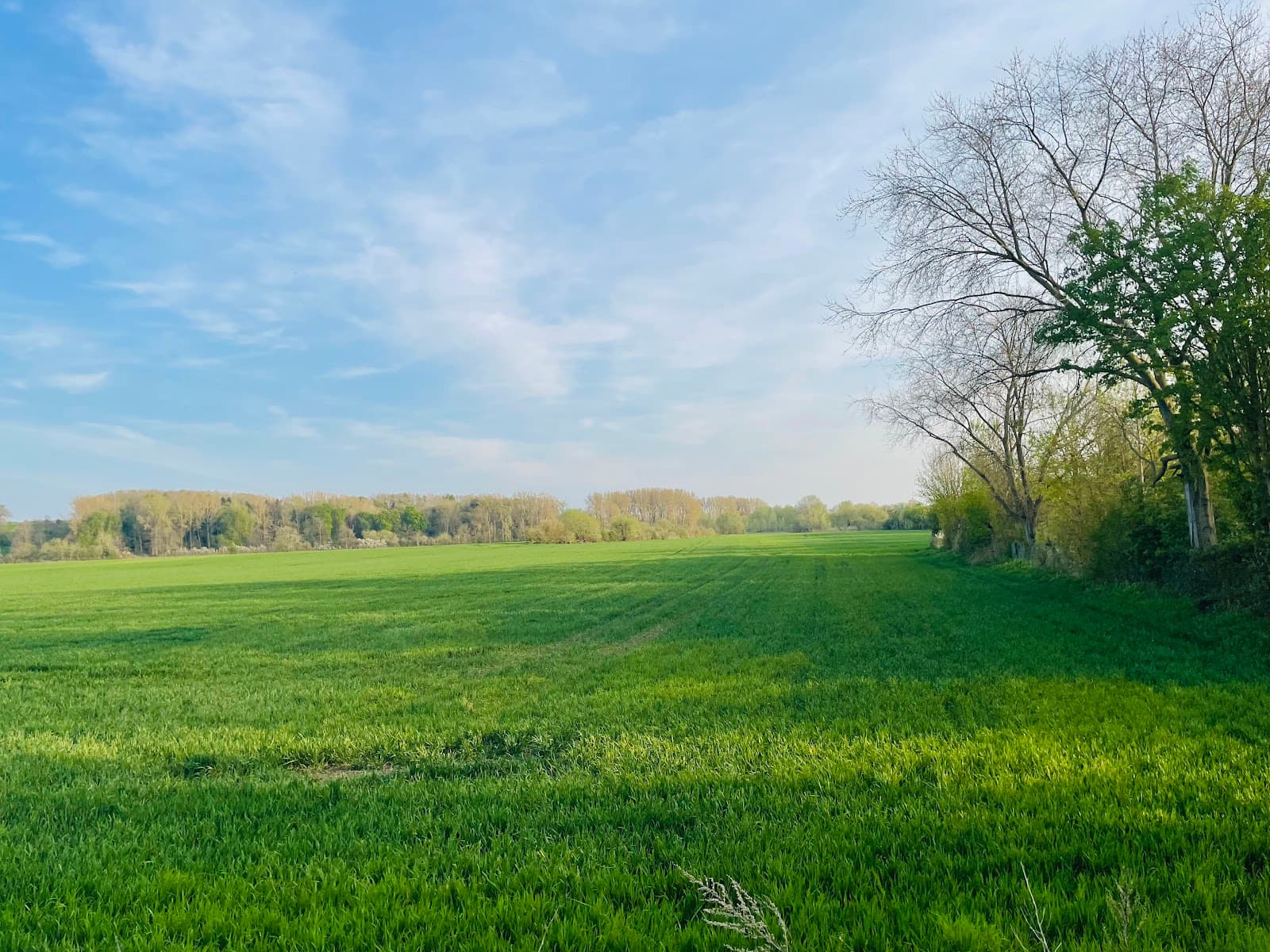 Rye Farm Meadow - Image 1