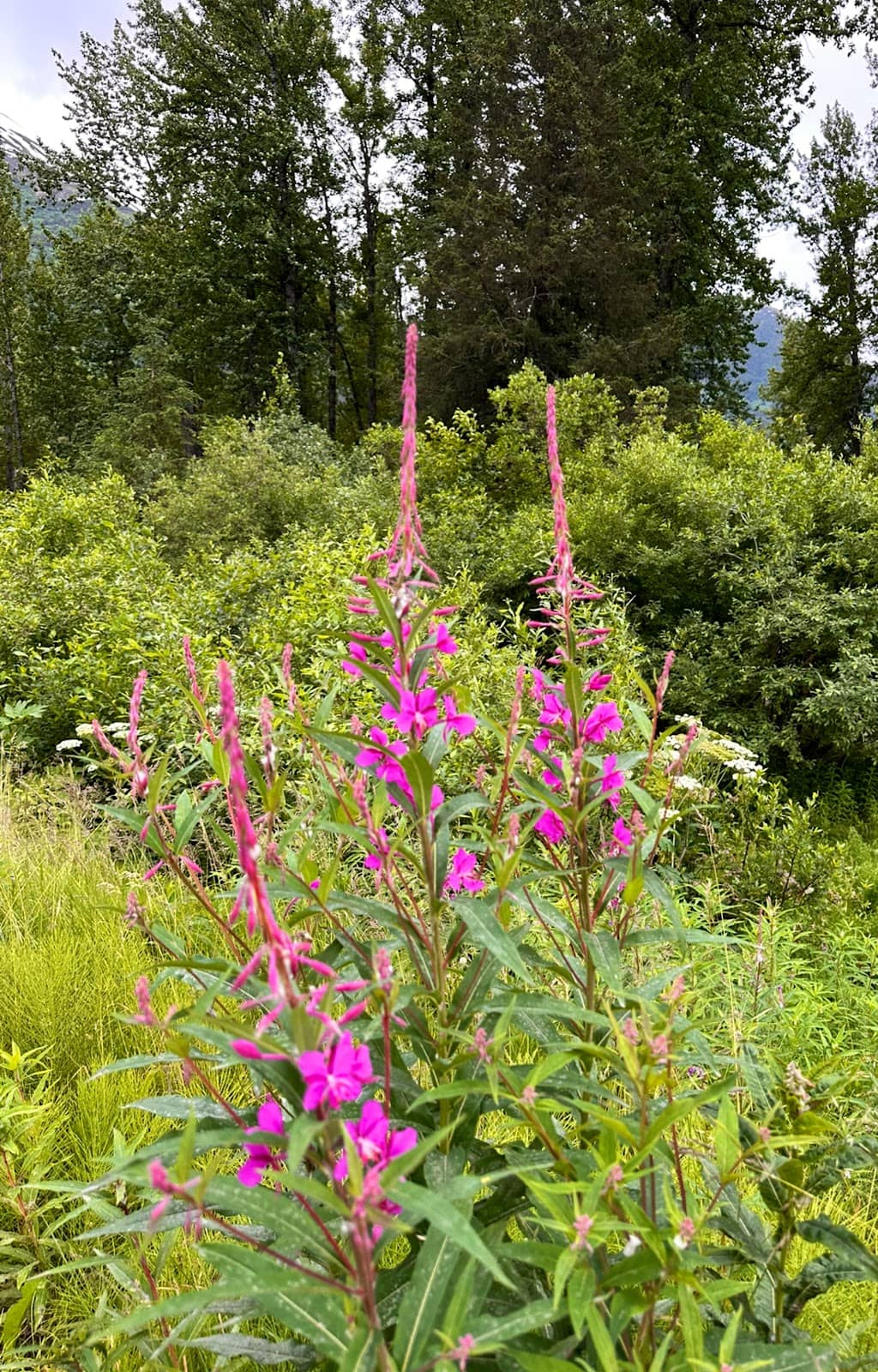 Chugach National Forest Trails