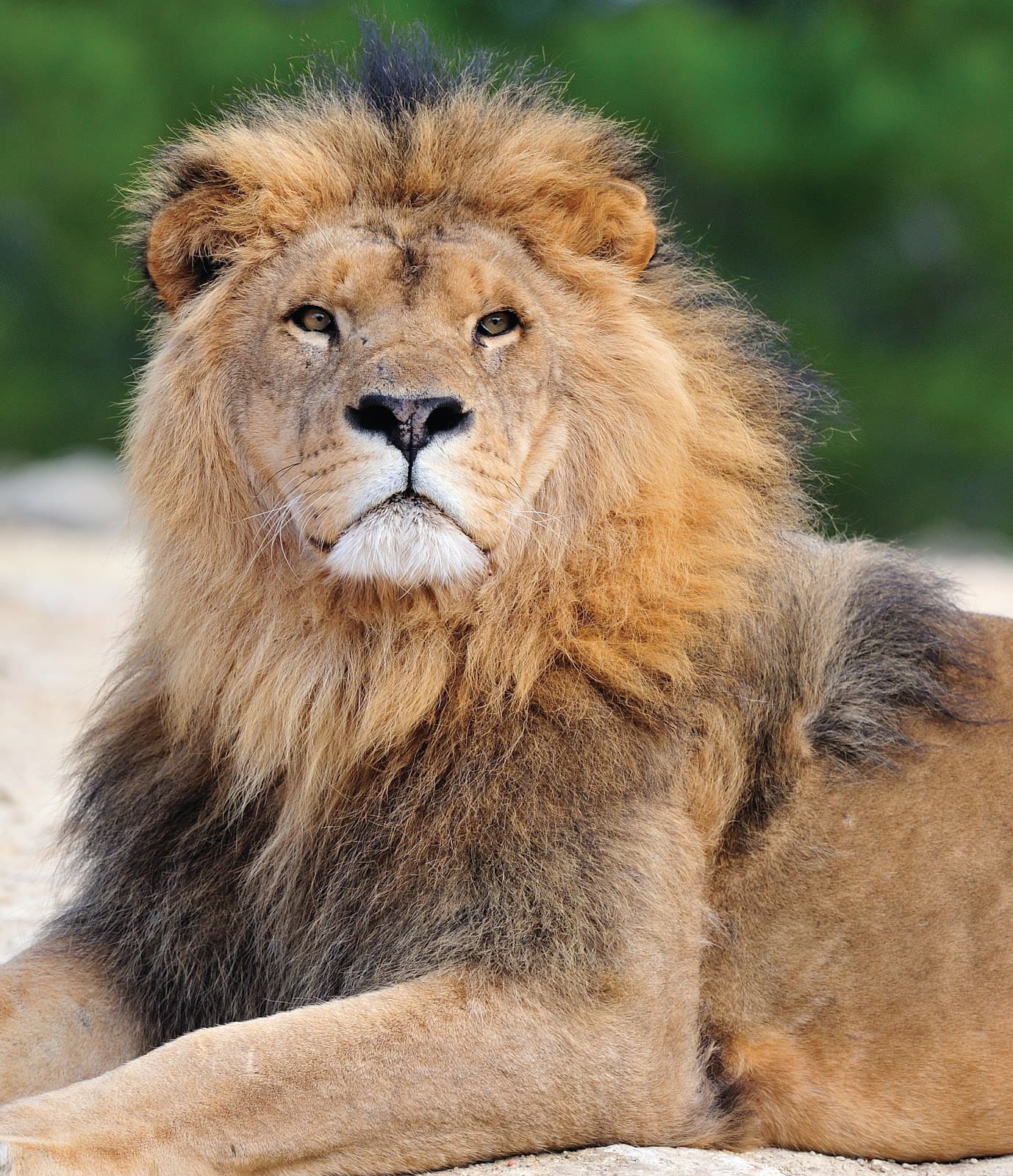 Sigean African Reserve - Image 1