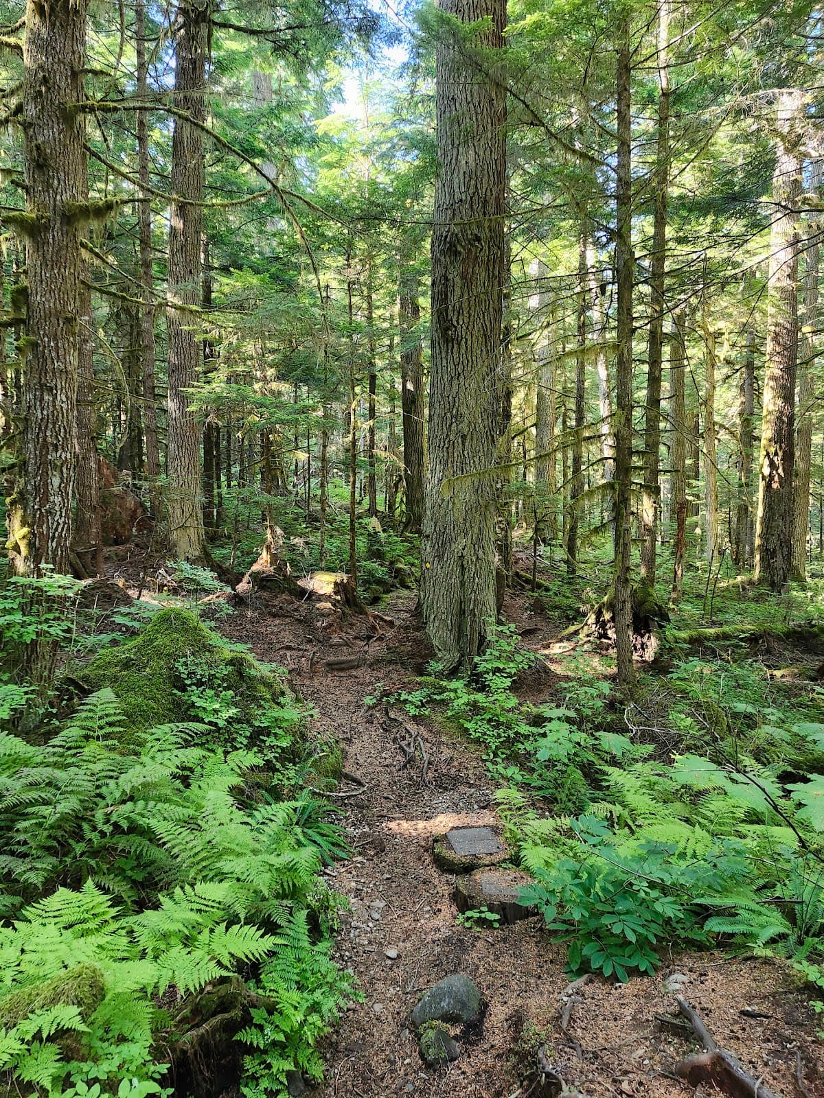 Coho Flats Trail - Image 1
