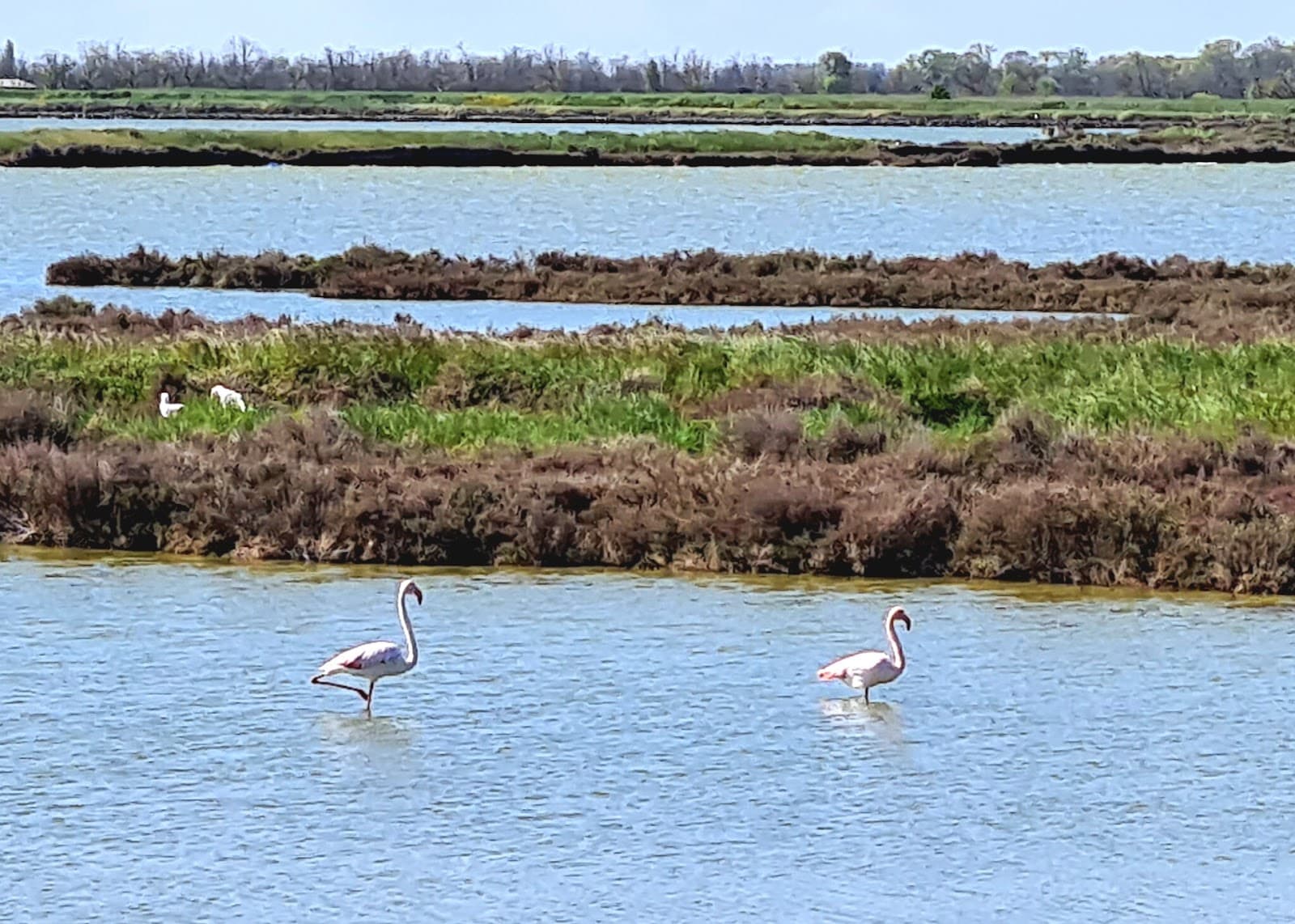 Valli di Comacchio - Image 1