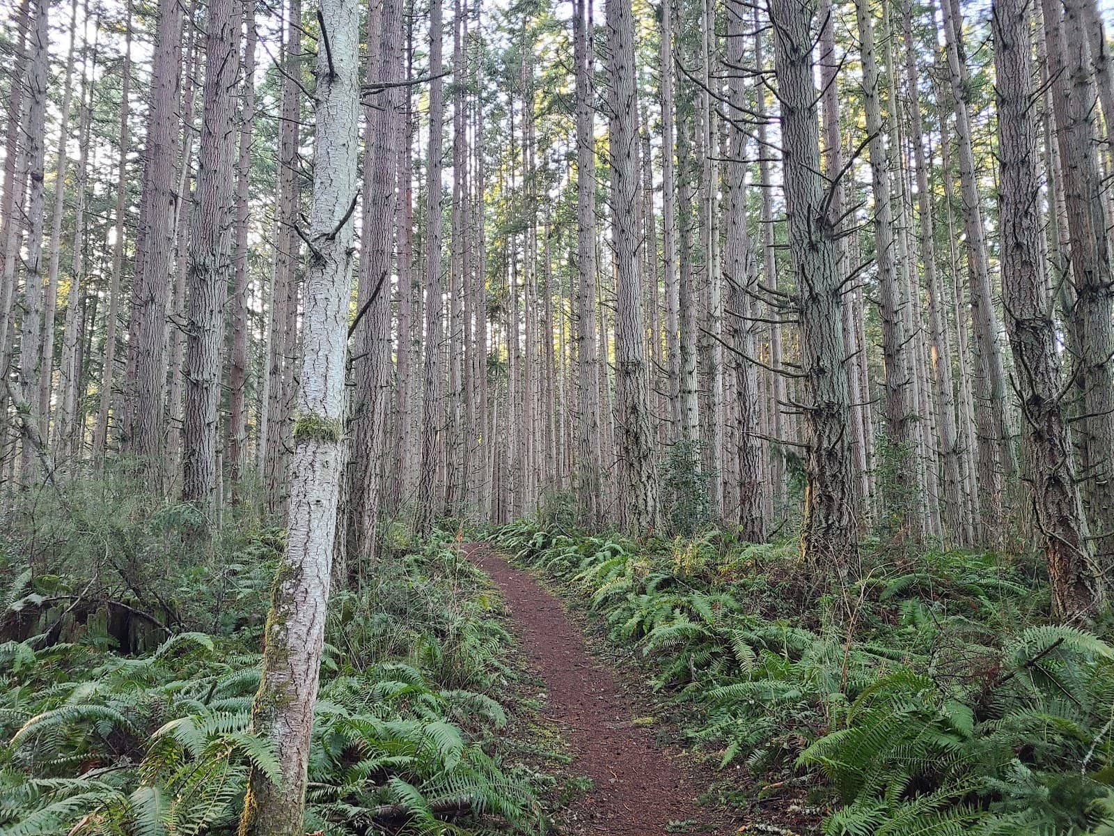 Camano Ridge Trail System - Image 1