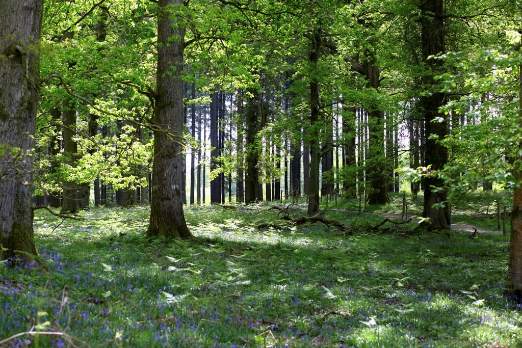 Nagshead RSPB Reserve - Image 1