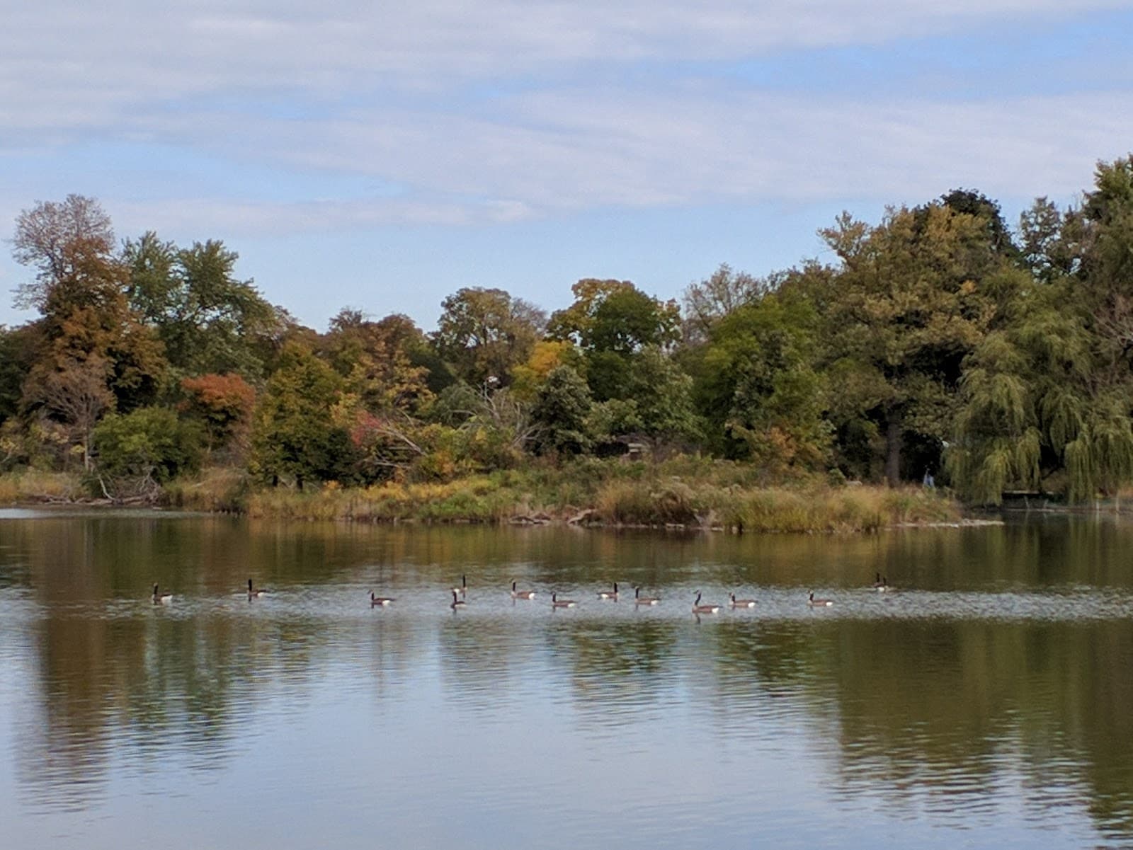 Wooded Island - Image 1