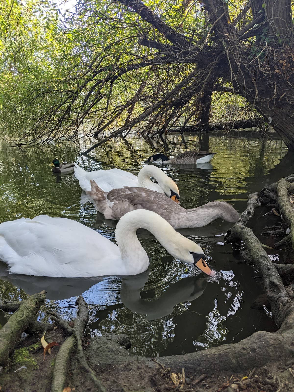 Pet-Friendly Haven