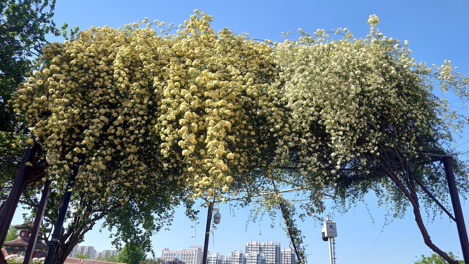 Feicheng Peach Blossom Garden - Image 1