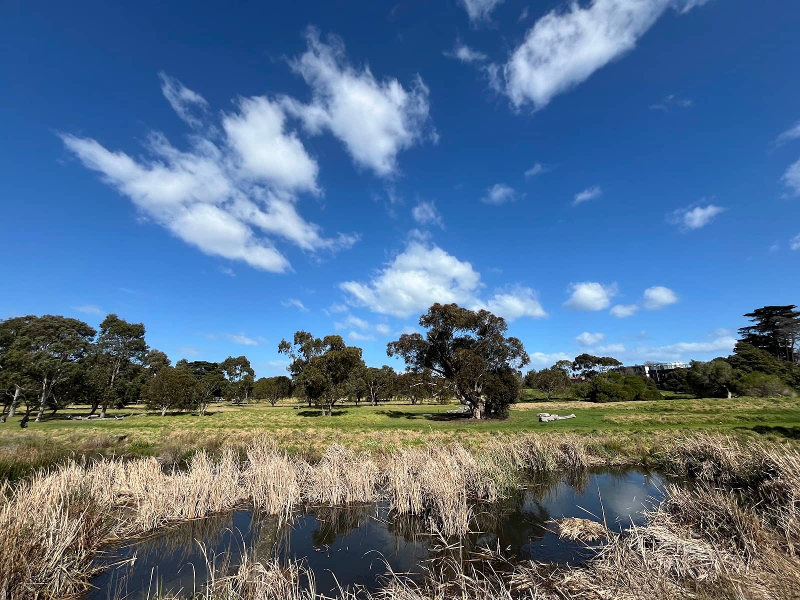 Native Australian Flora
