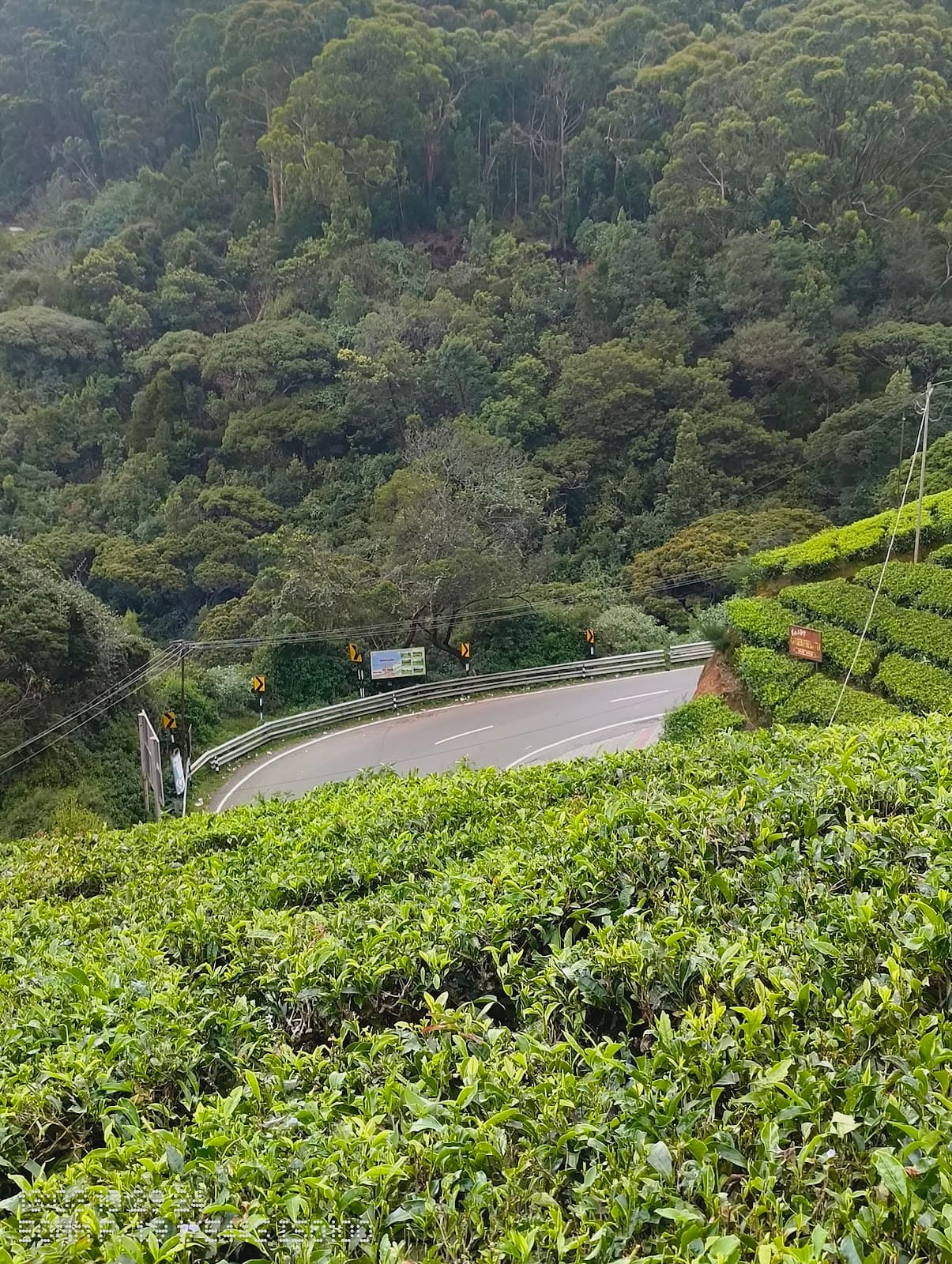 Doddabetta Tea Factory and Gardens Ooty - Image 1