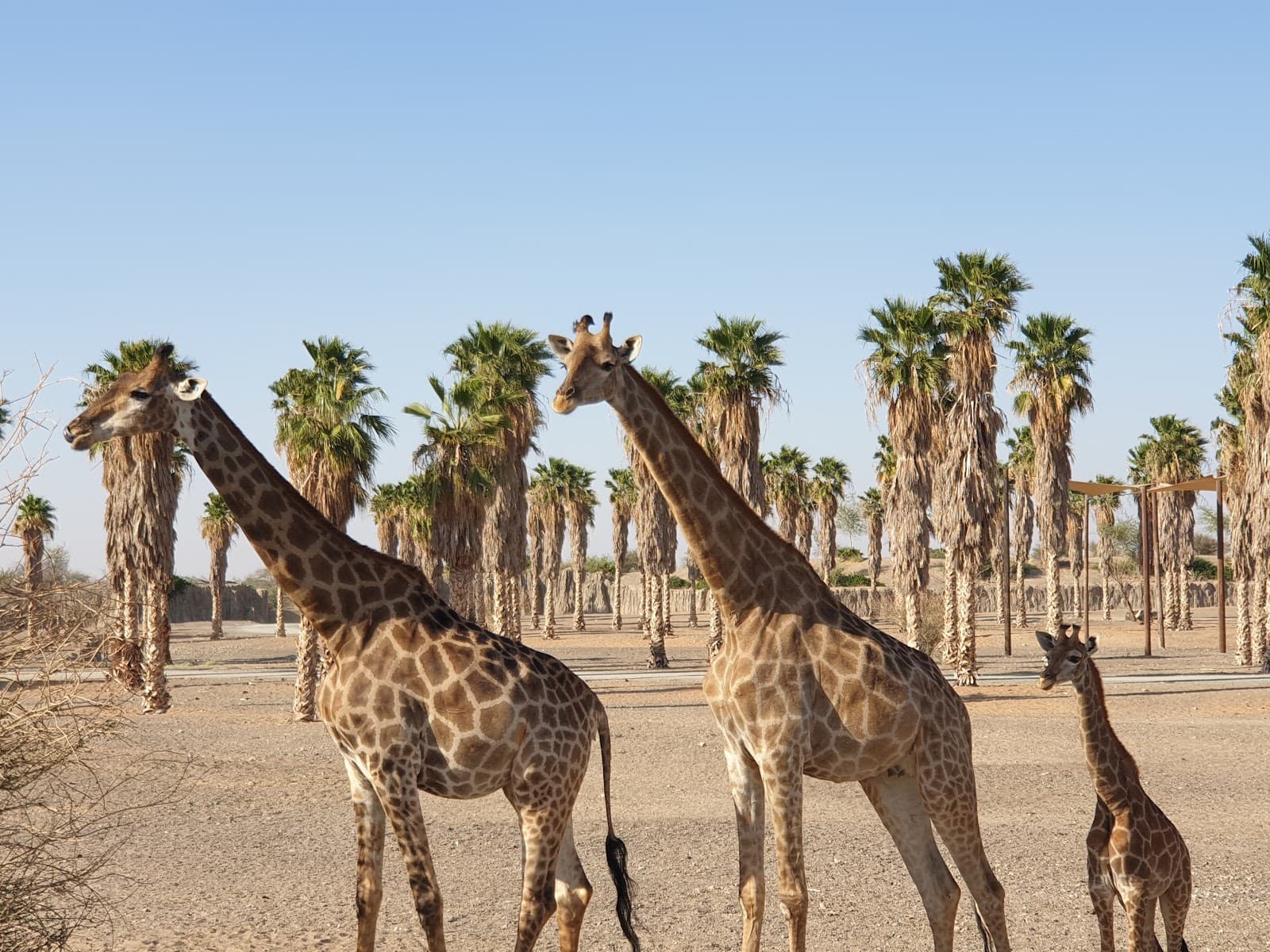 Sharjah Safari Al Bridi Reserve - Image 1