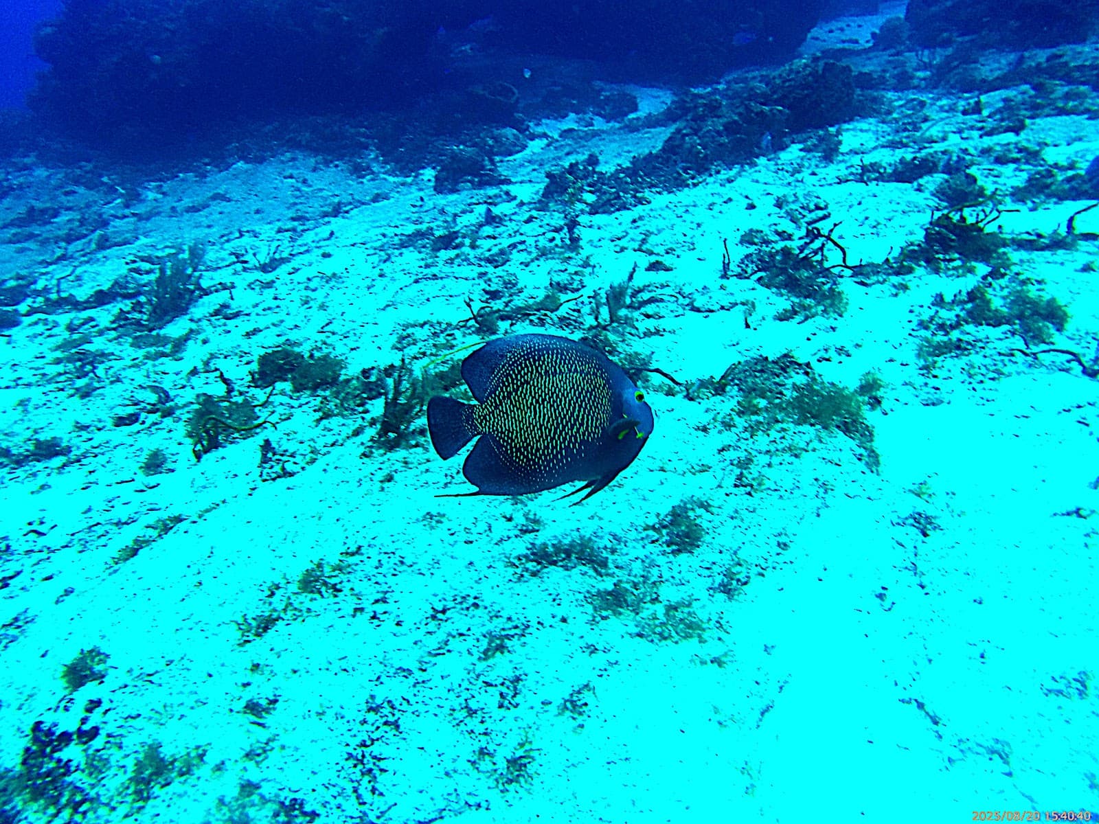 Planacar Gardens, Cozumel - Image 1