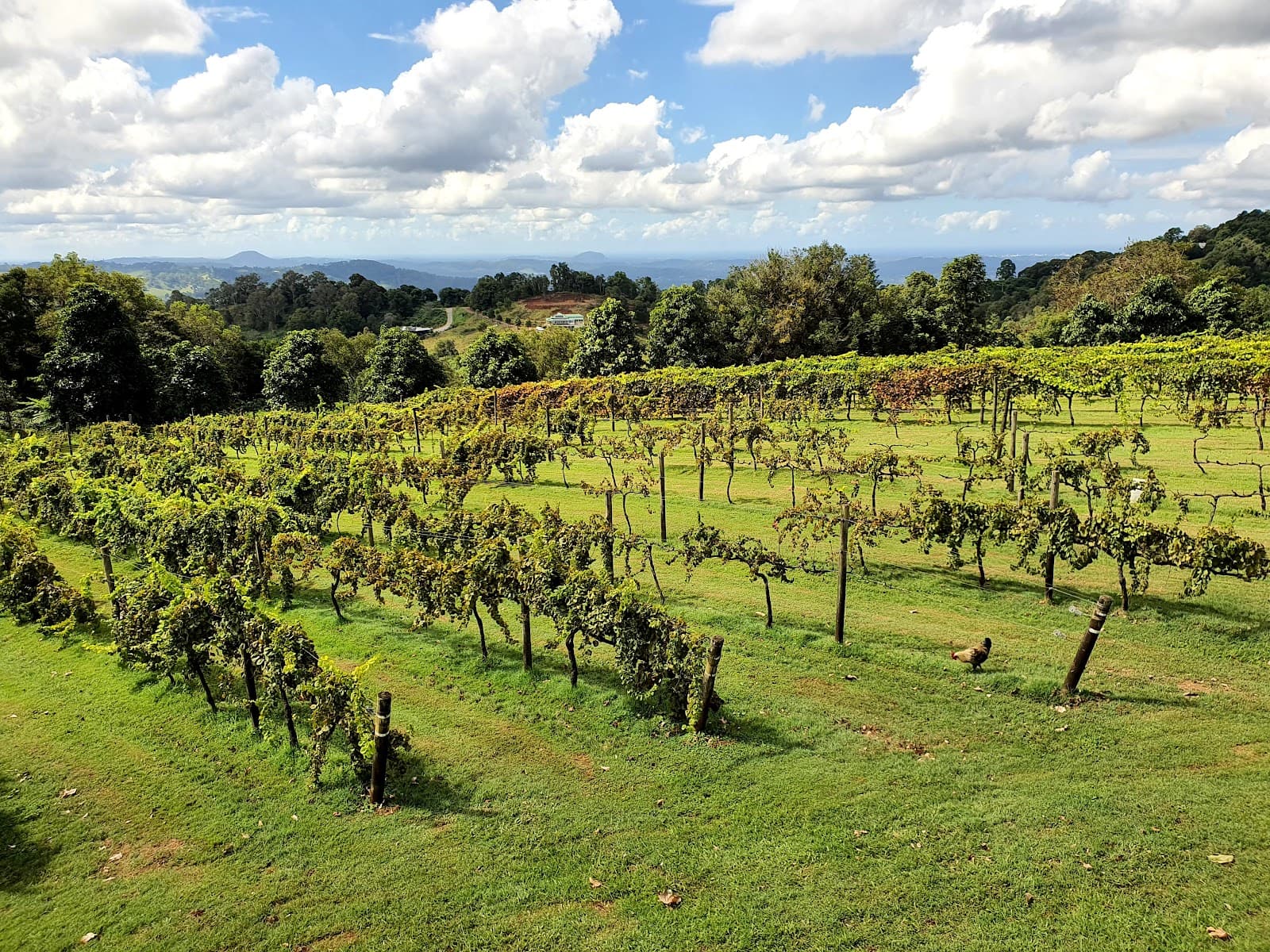 Flame Hill Vineyard - Image 1