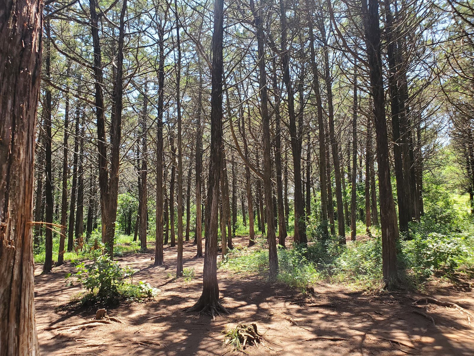 Parallel Forest - Image 1