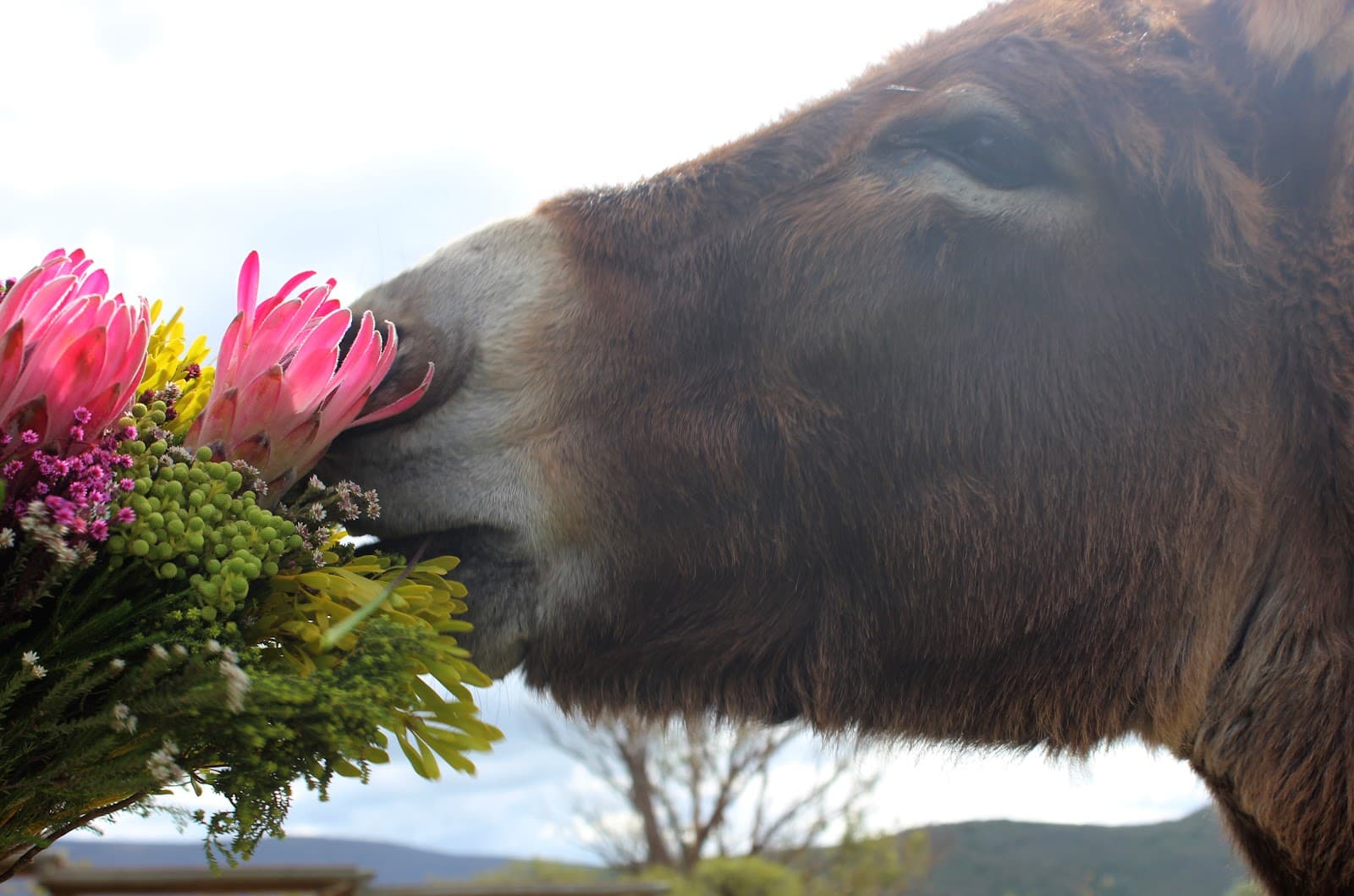 Eseltjiesrus Donkey Sanctuary - Image 1