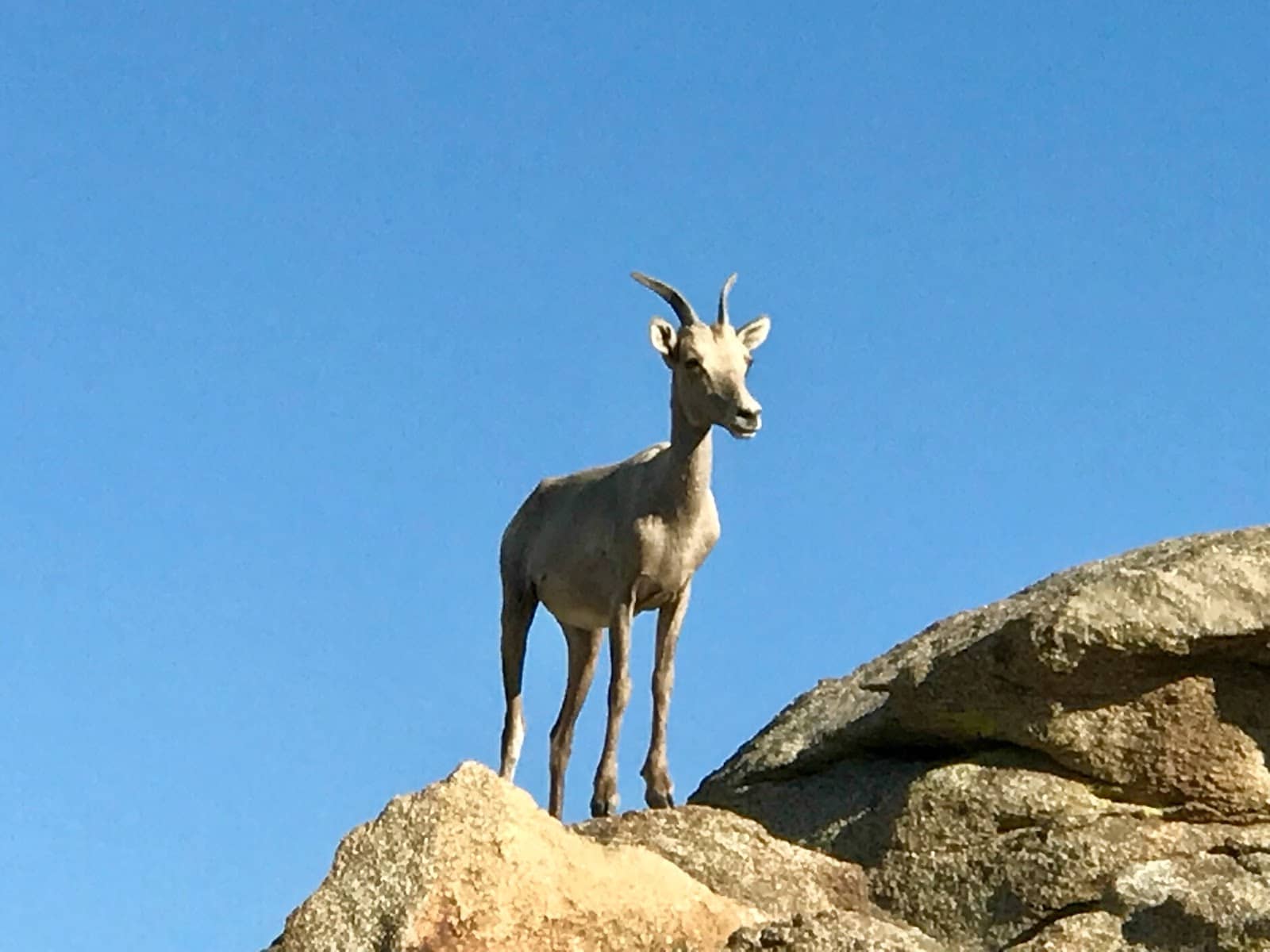 Bear Creek Oasis