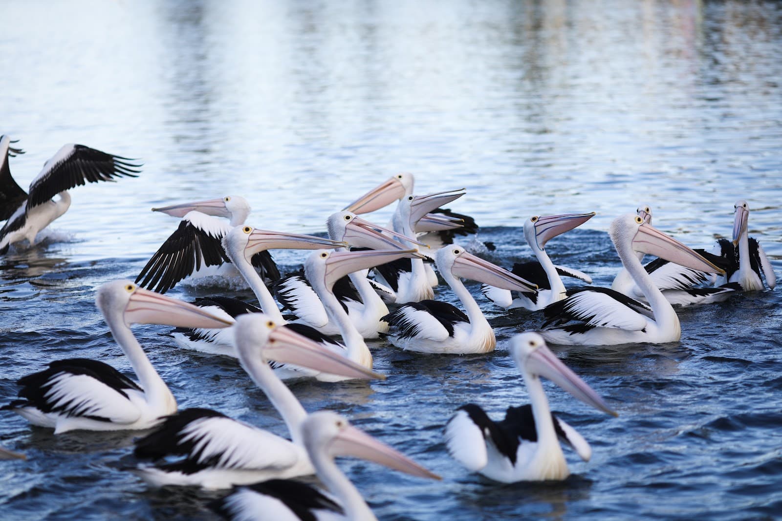 The Entrance Waterfront & Pelican Feeding - Image 1