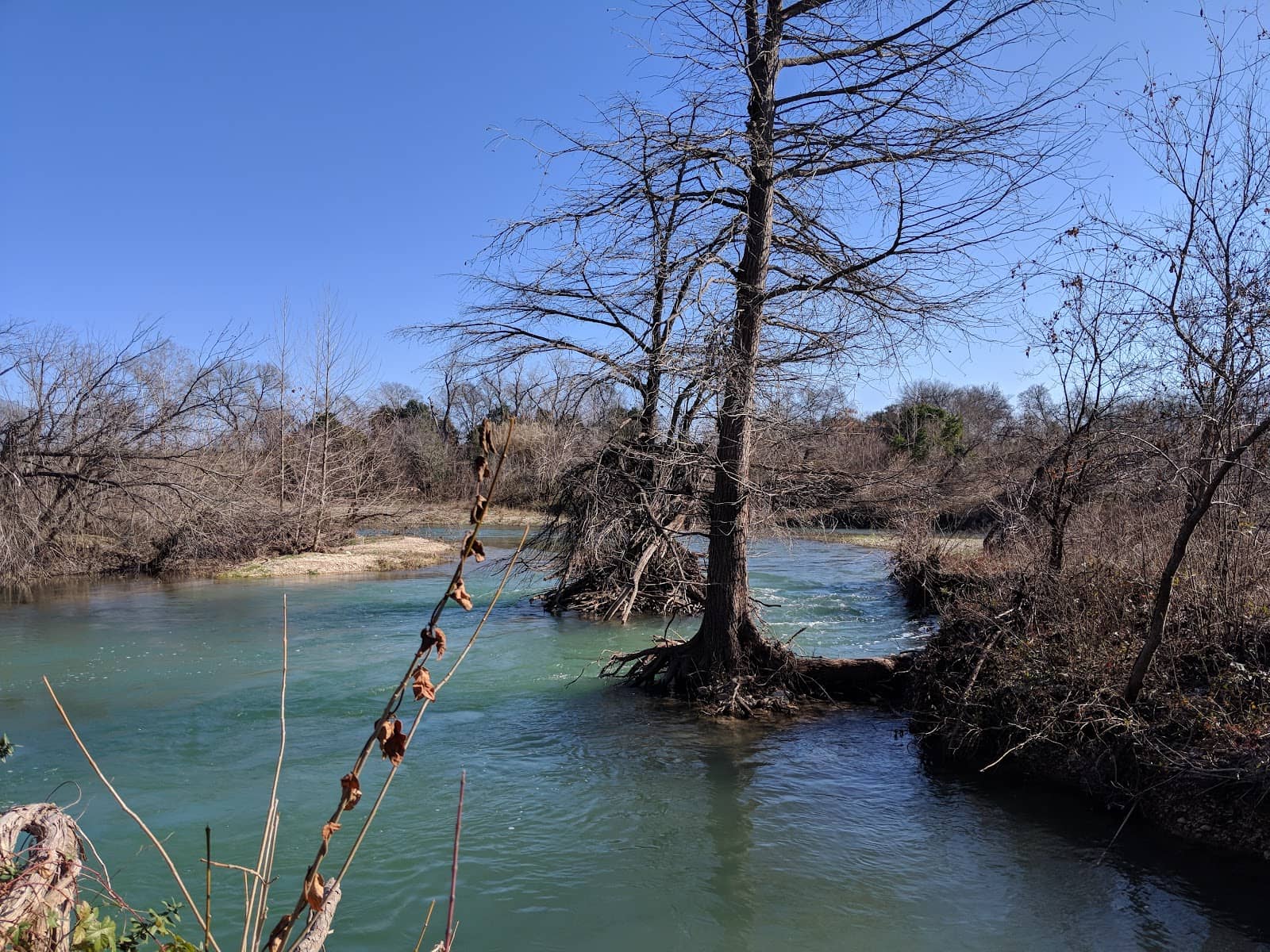 Dog-Friendly Freedom