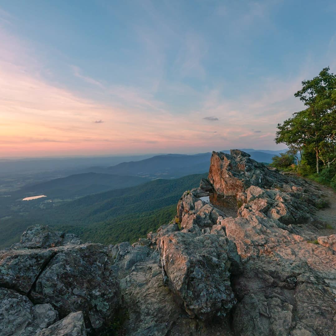 Wildflower Discoveries