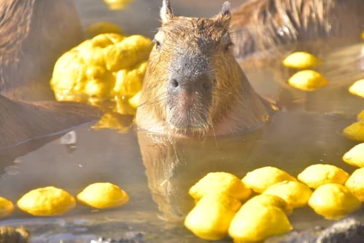 Nocturnal Animal House