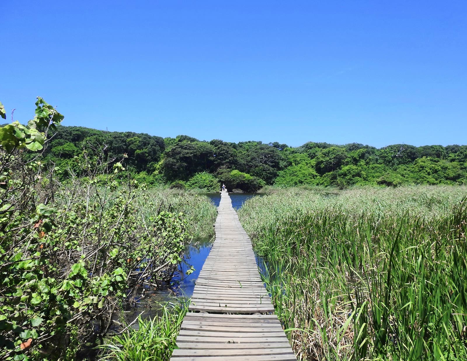 Umhlanga Lagoon Nature Reserve - Image 1