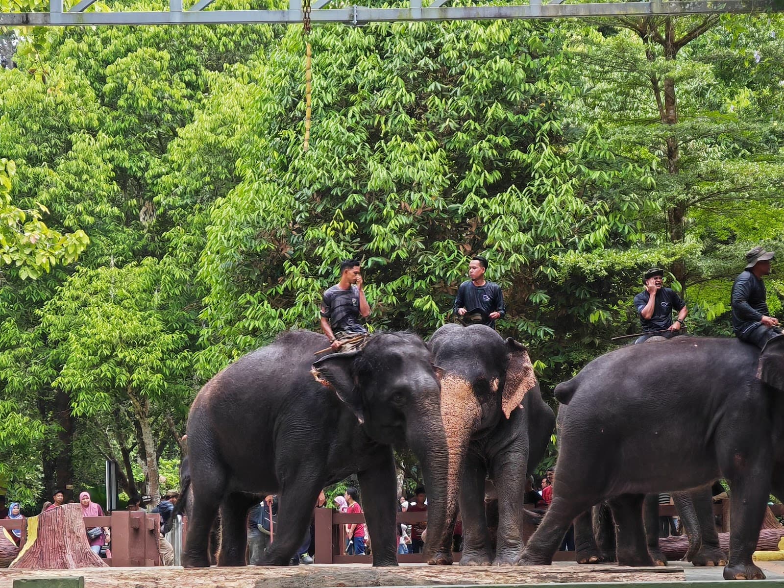 Kuala Gandah Elephant Conservation Centre - Image 1