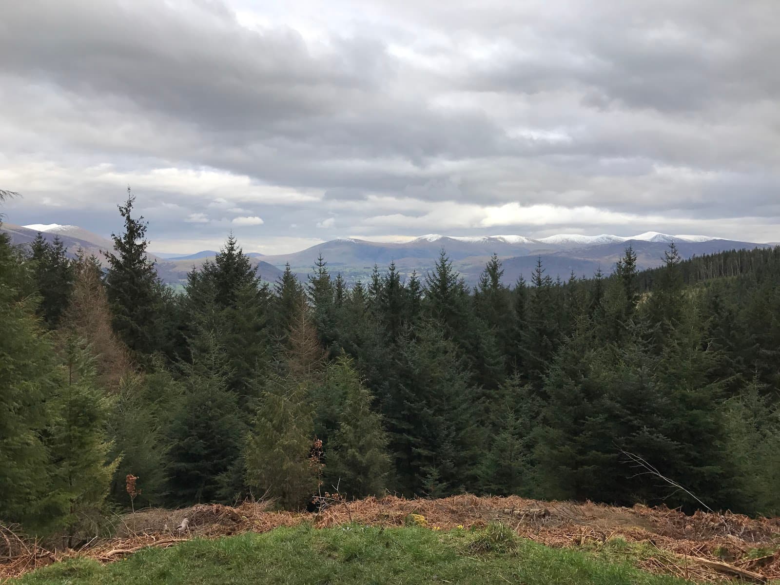 Whinlatter Forest Park - Image 1